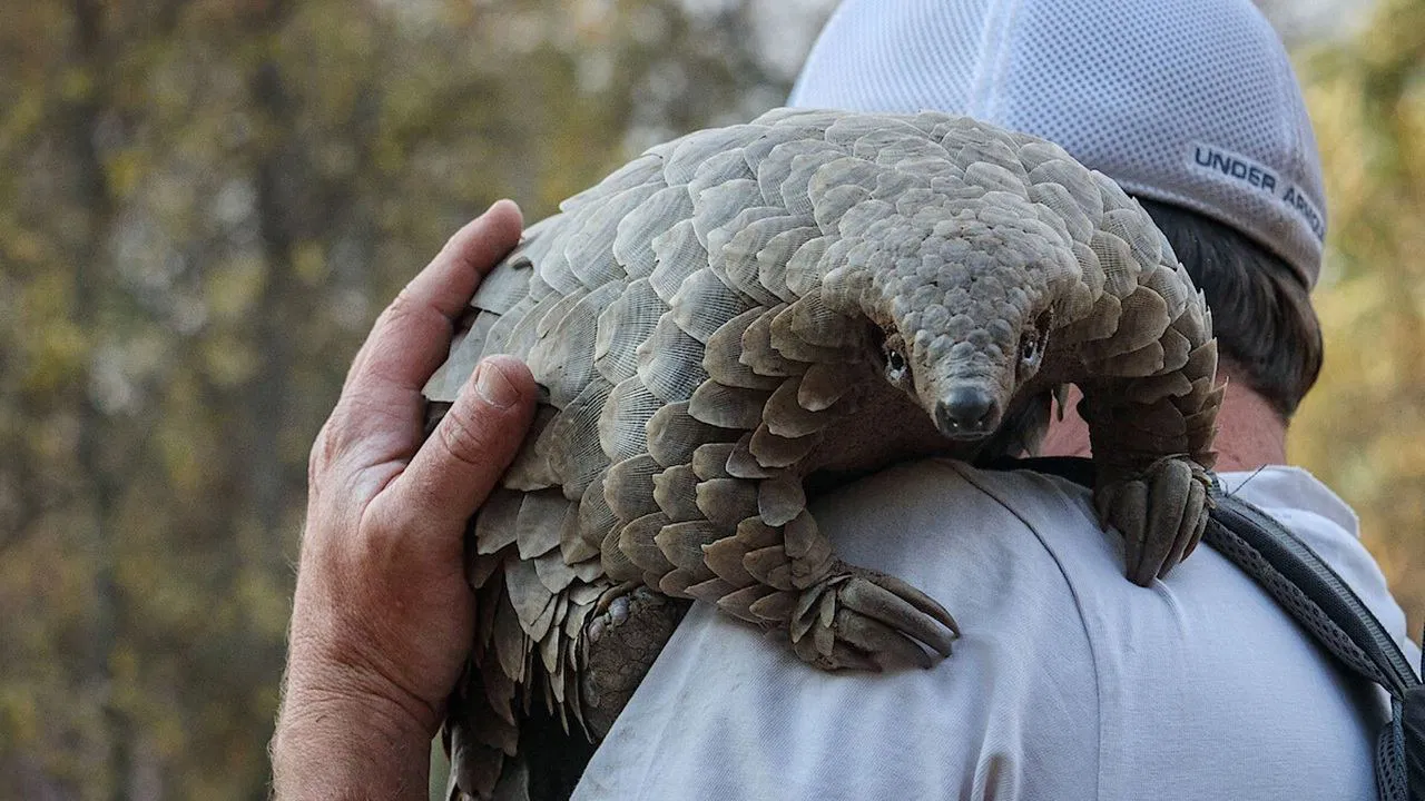 Pangolin: Kulu's Journey